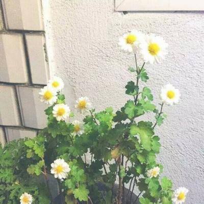 碧蓝航线华为客户端下载